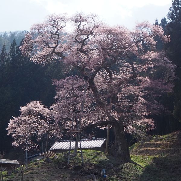 谷沢古内の桜 - トップ画像