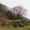 延徳様の桜 - トップ画像