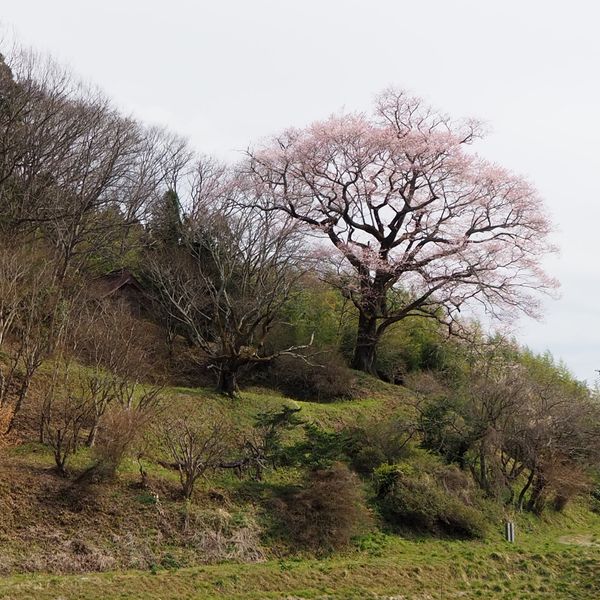 延徳様の桜 - トップ画像