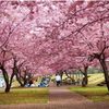 白鴎大学大行寺キャンパス東側思川桜堤 - トップ画像