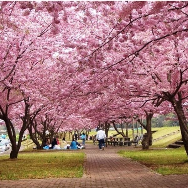 白鴎大学大行寺キャンパス東側思川桜堤 - おすすめ画像