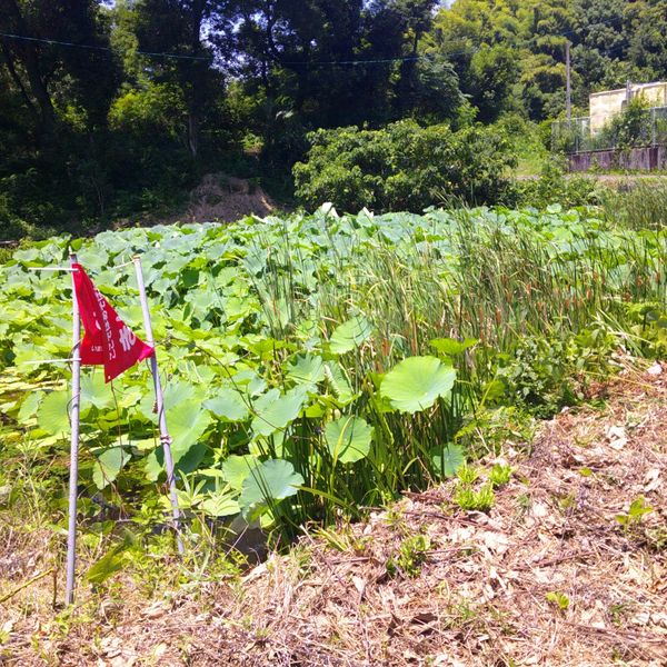 柵のない池 - おすすめ画像