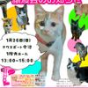 ◆1/26（日）今治市保護猫団体“おもち猫”　譲渡会◆ - トップ画像