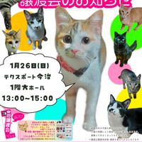 ◆1/26（日）今治市保護猫団体“おもち猫”　譲渡会◆ - 投稿画像0