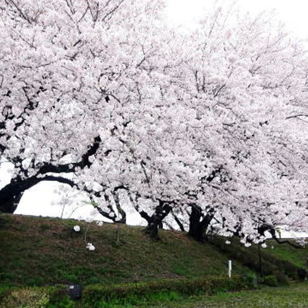 黄金堤 - トップ画像