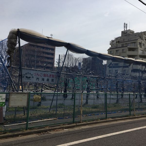 内海果樹園 - おすすめ画像