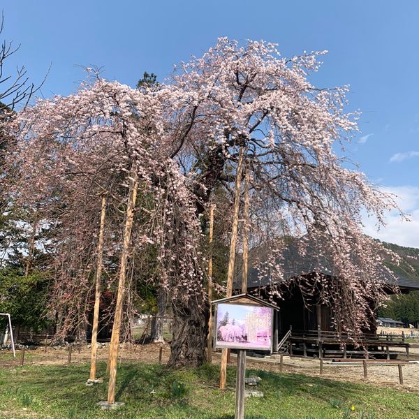 旧中荒井分校のしだれ桜 - トップ画像