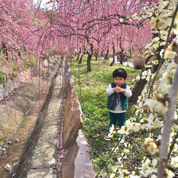 いなべ市農業公園　梅林公園 - おすすめ画像