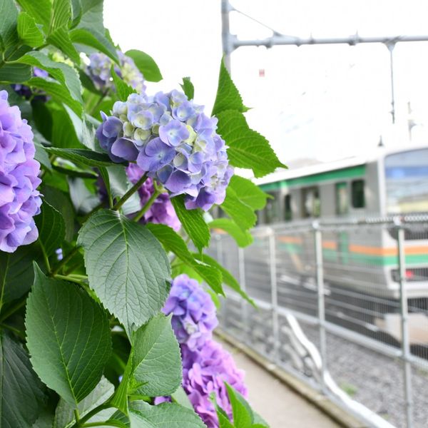 飛鳥の小径 - トップ画像