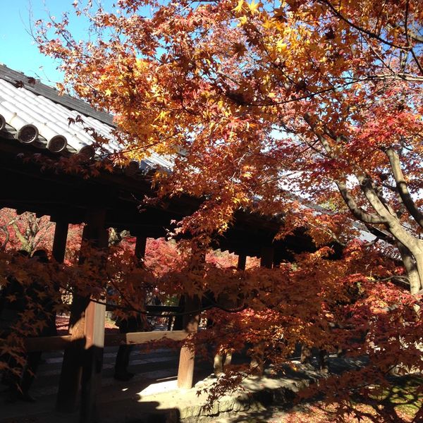東福寺 - おすすめ画像