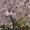 榎阪大池公園 - トップ画像