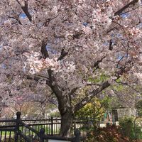 榎阪大池公園 - 投稿画像0