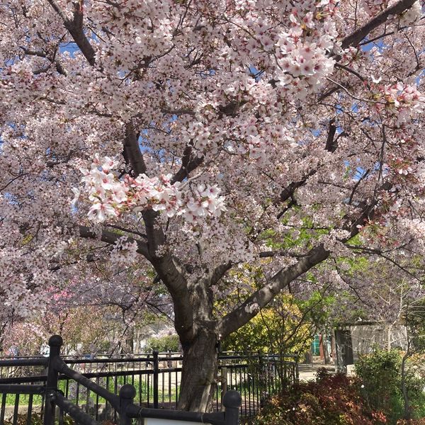 榎阪大池公園 - おすすめ画像
