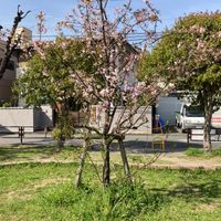 いずみ公園 - 投稿画像3