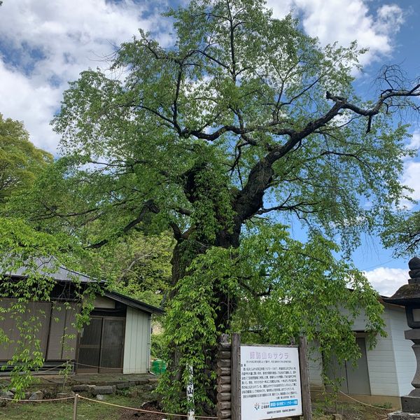 諏訪山の桜 - おすすめ画像