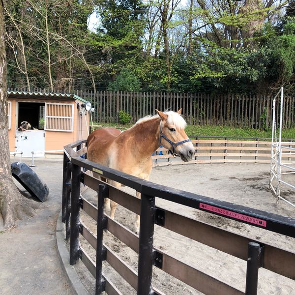 代々木ポニー公園 - おすすめ画像