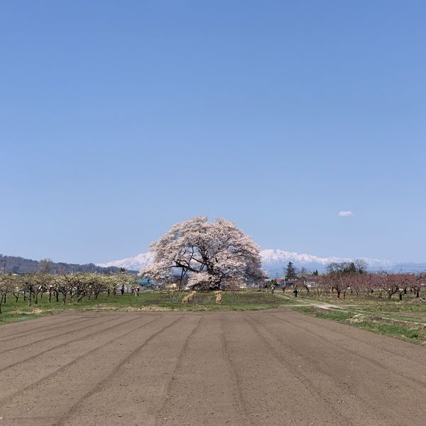 馬ノ墓の種まき桜 - おすすめ画像