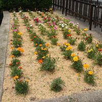 神殿町第5号街区公園 - 投稿画像1