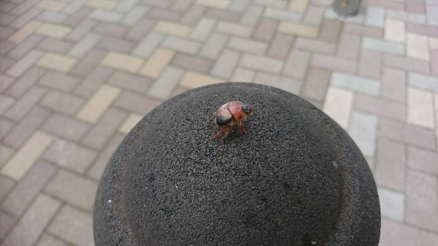 カブトムシ・クワガタ生息場所 | ブック | MEQQE（めっけ）