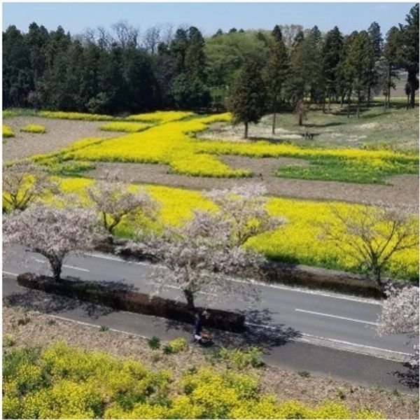 Shido 221-gosen Zoi no Sakura Namiki - おすすめ画像