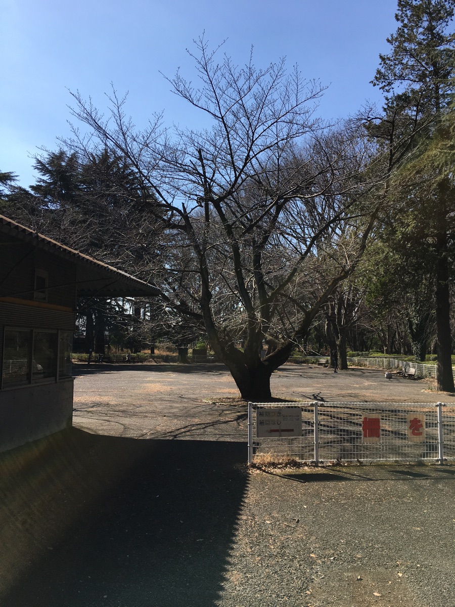 砧公園 ファミリーパーク ピクニック