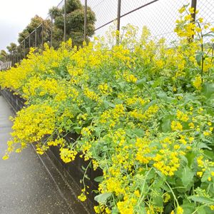 ほおずき - プロフィール画像